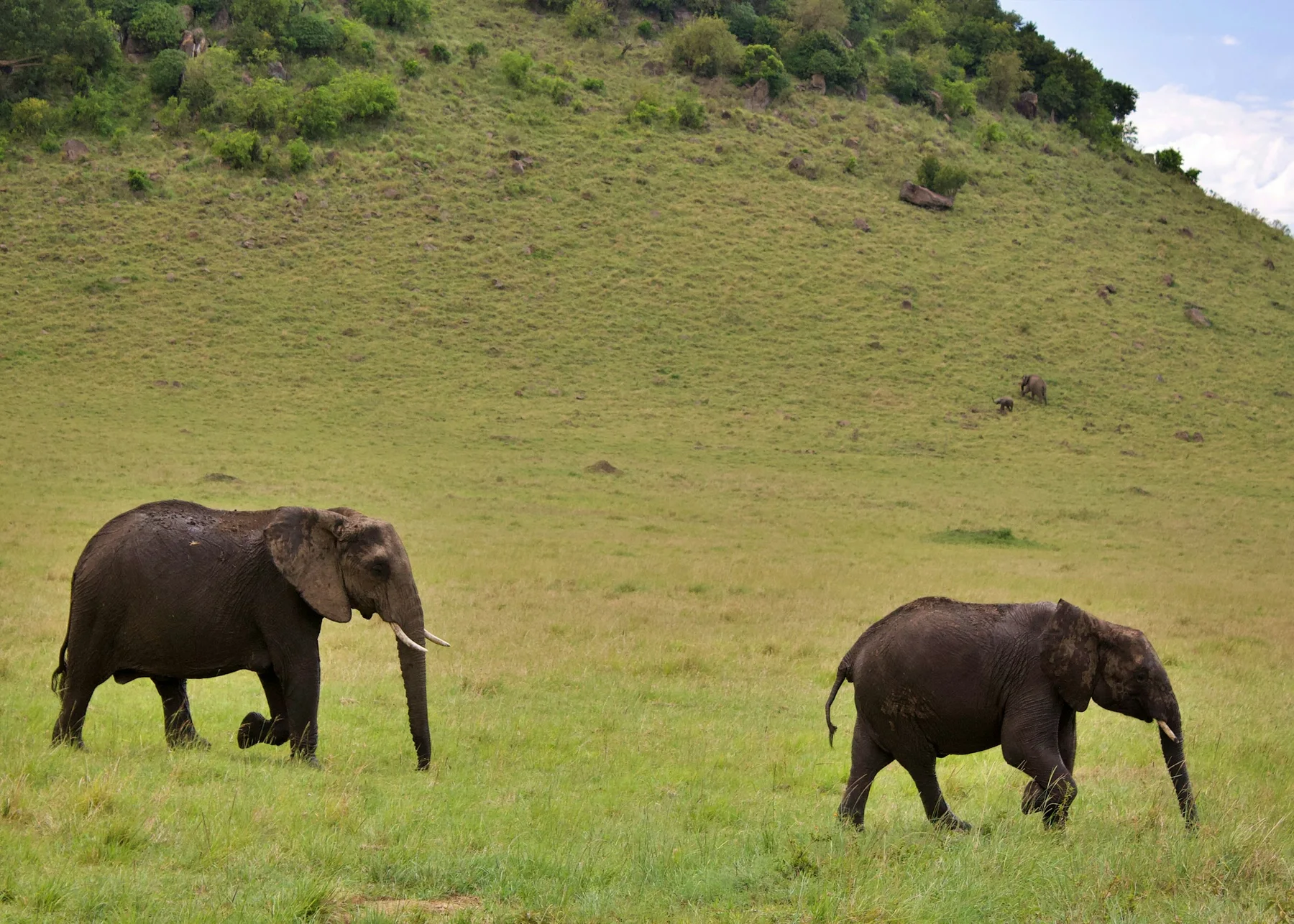 Two African elephants walking through green grass below a wooded Mara hillside