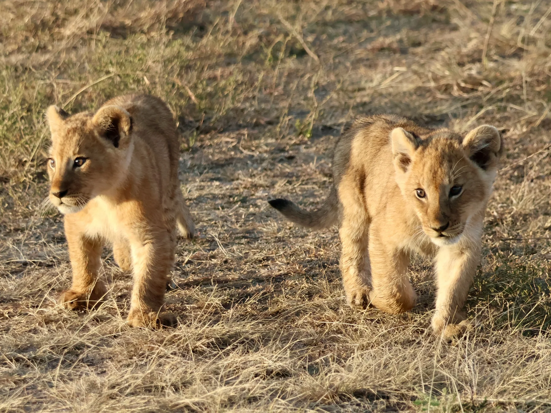 Two young lion cubs walking side by side through dry Mara grass