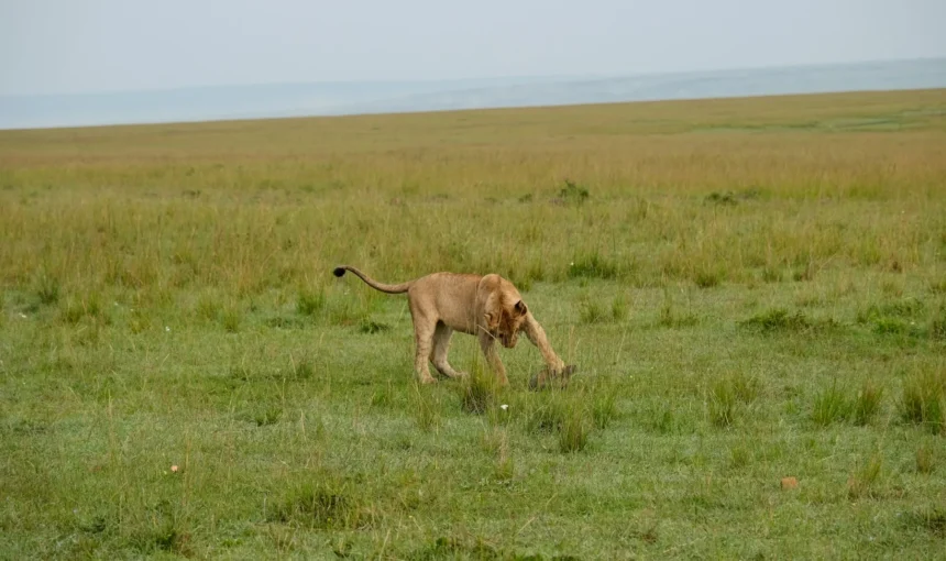Mara Triangle Guide: The Western Side of the Masai Mara