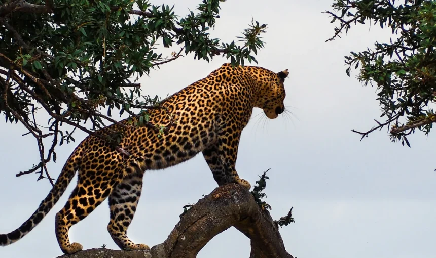 Where Is the Masai Mara? Map, Location, Boundaries and the Greater Mara Explained