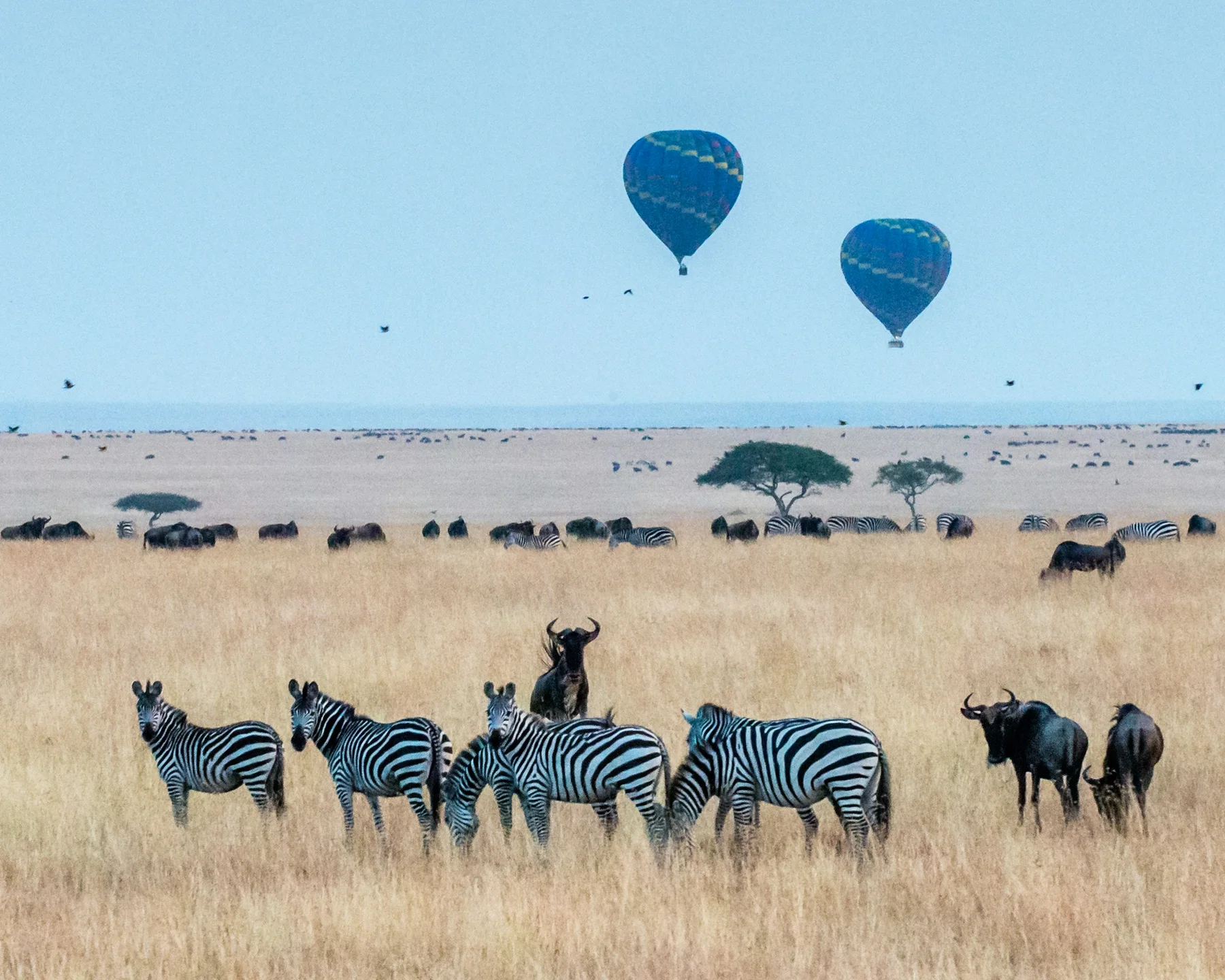 Two hot-air balloons floating over zebras and wildebeest in the Masai Mara