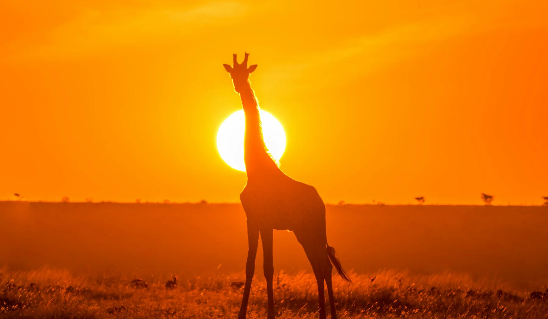 Giraffe silhouette in the Masai Mara at sunset