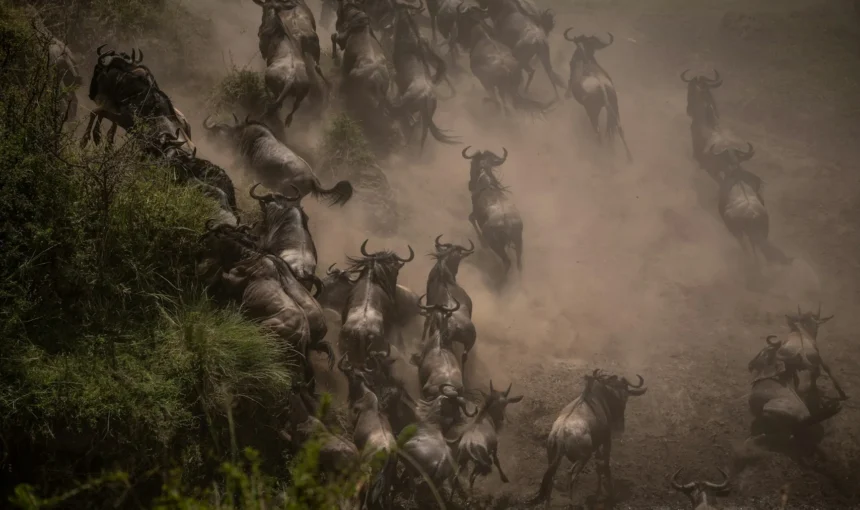 Great Migration River Crossings: When, Where and What Nobody Can Promise