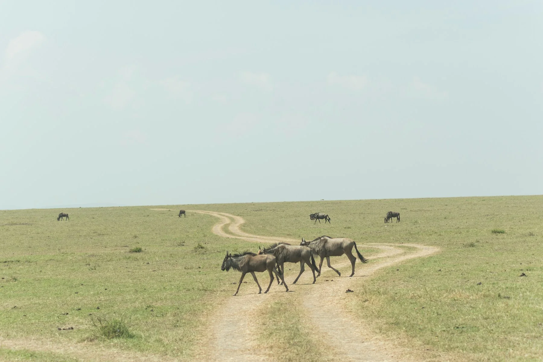 Dense wildebeest herd during migration season