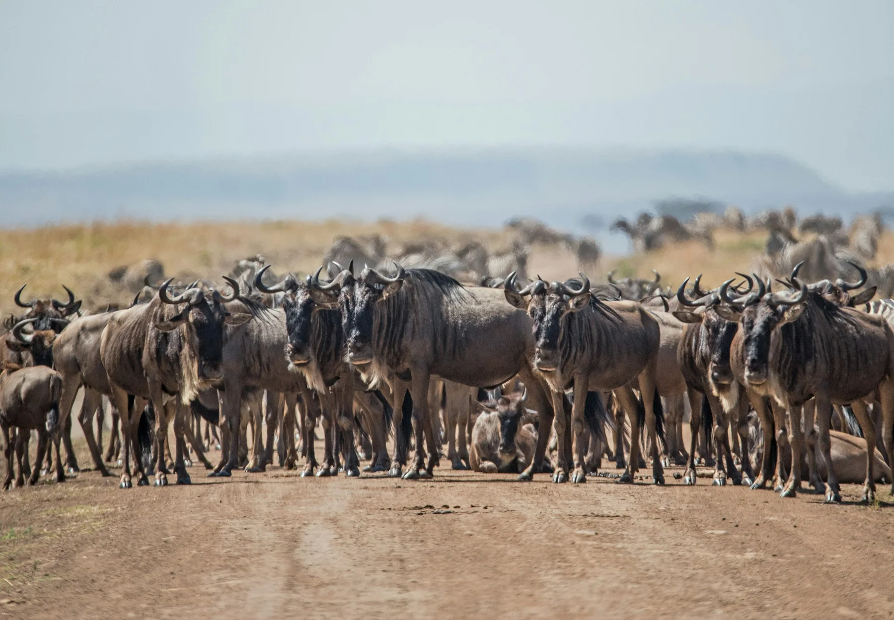 A large wildebeest herd standing across a dirt road in the Mara Triangle