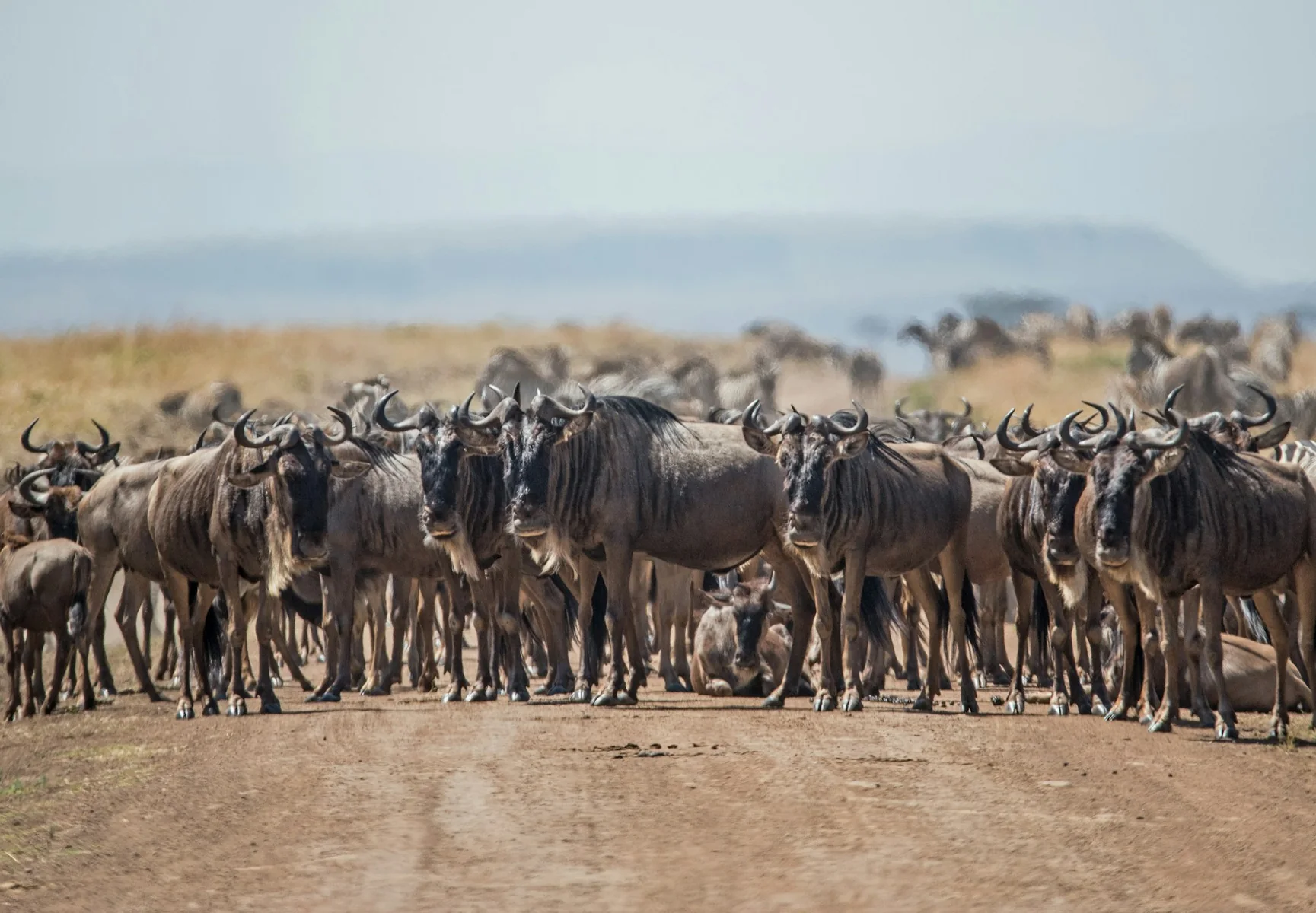 Wildebeest moving across a track in the Greater Mara ecosystem