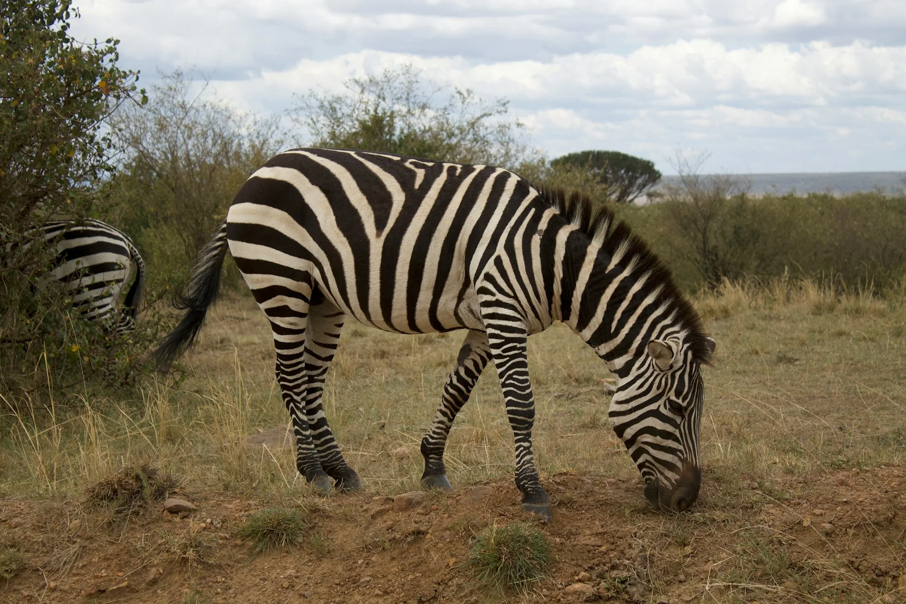 Zebra on the open plains of the Masai Mara