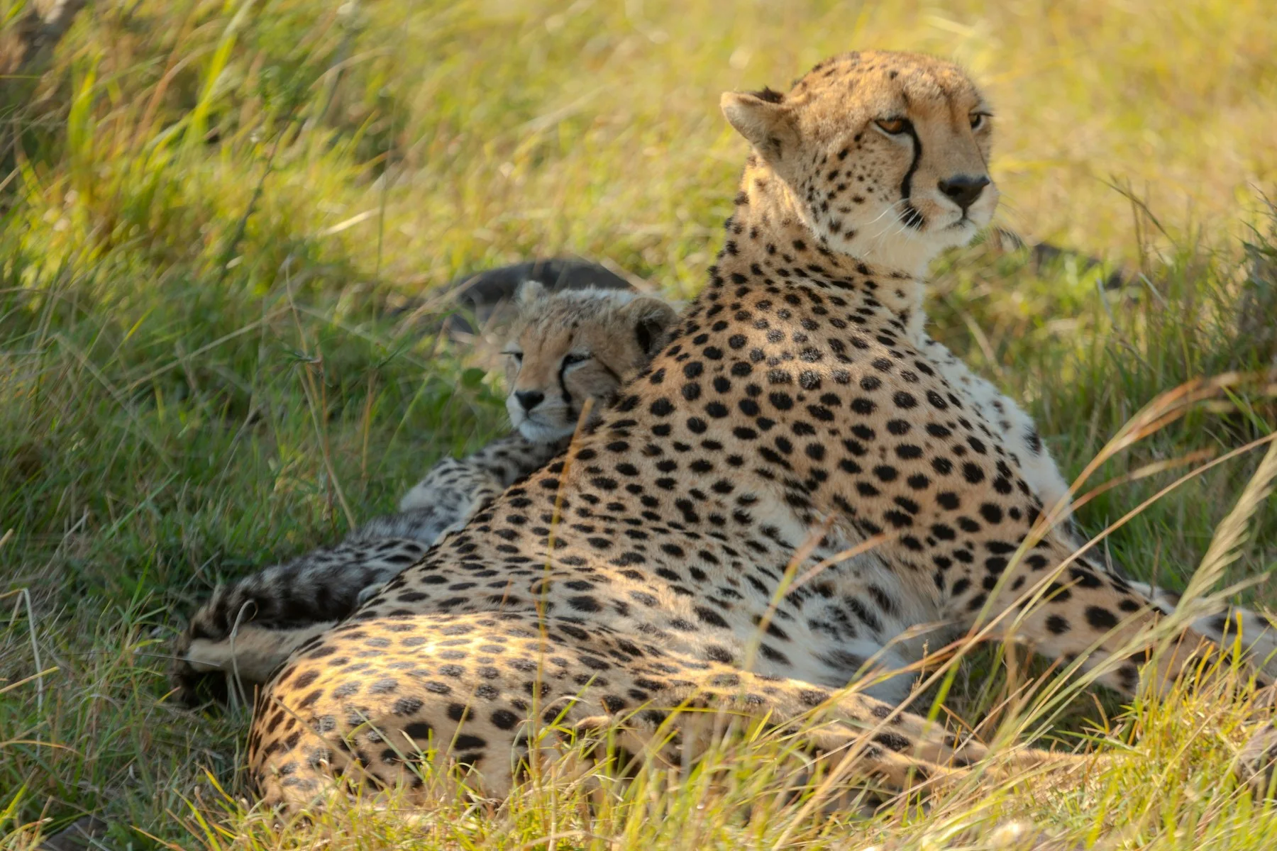 A mother cheetah resting with cubs in tall grass in the Masai Mara