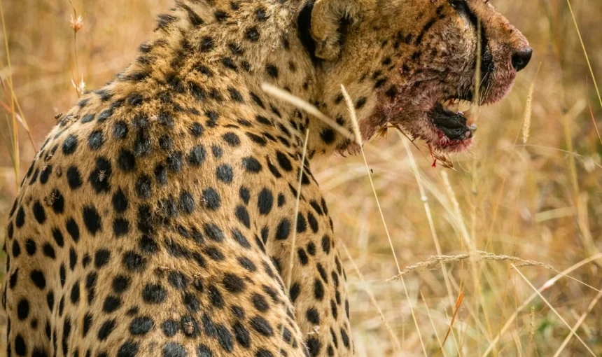 Masai Mara Safari Cost: A Real Budget Breakdown