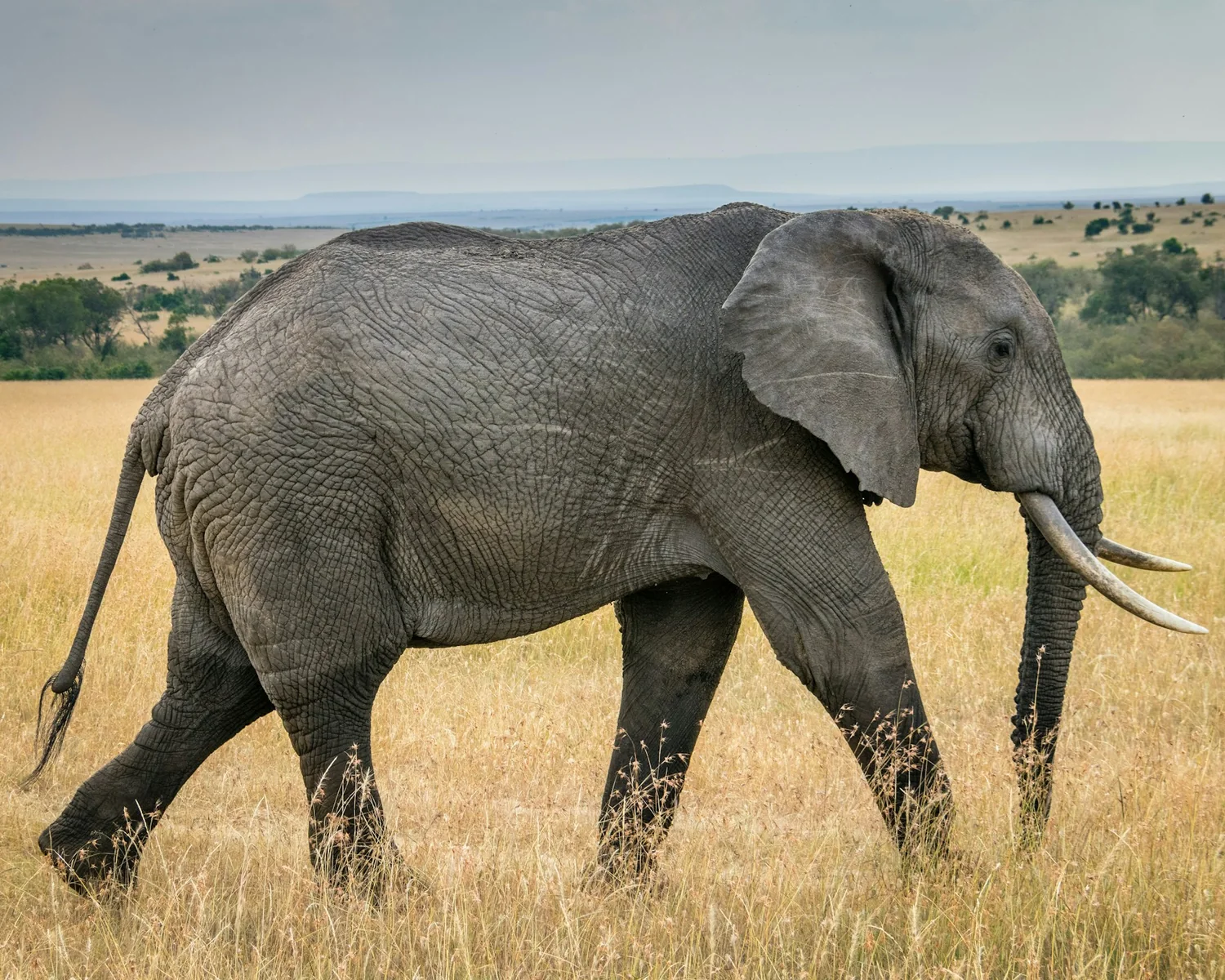 Young elephant on the Masai Mara grasslands