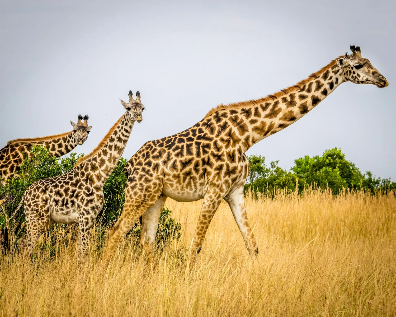 giraffe osservate in un safari familiare nel Kenya