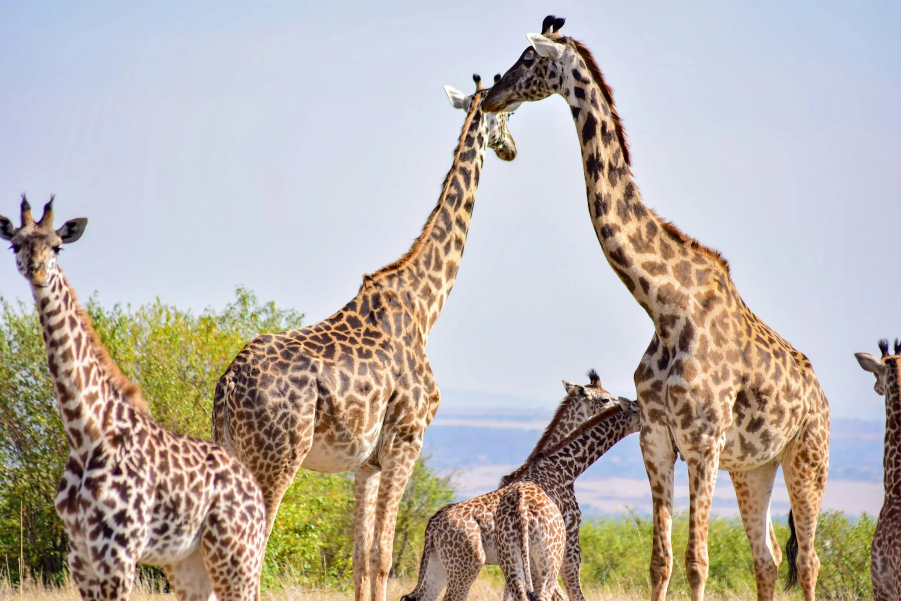 Giraffes on the Masai Mara grasslands