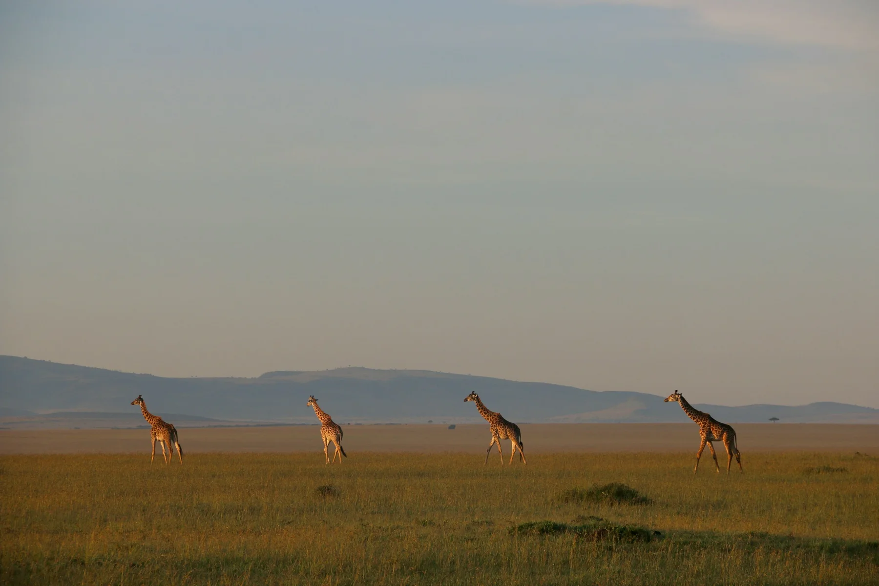 Four giraffes walking across open Masai Mara grassland