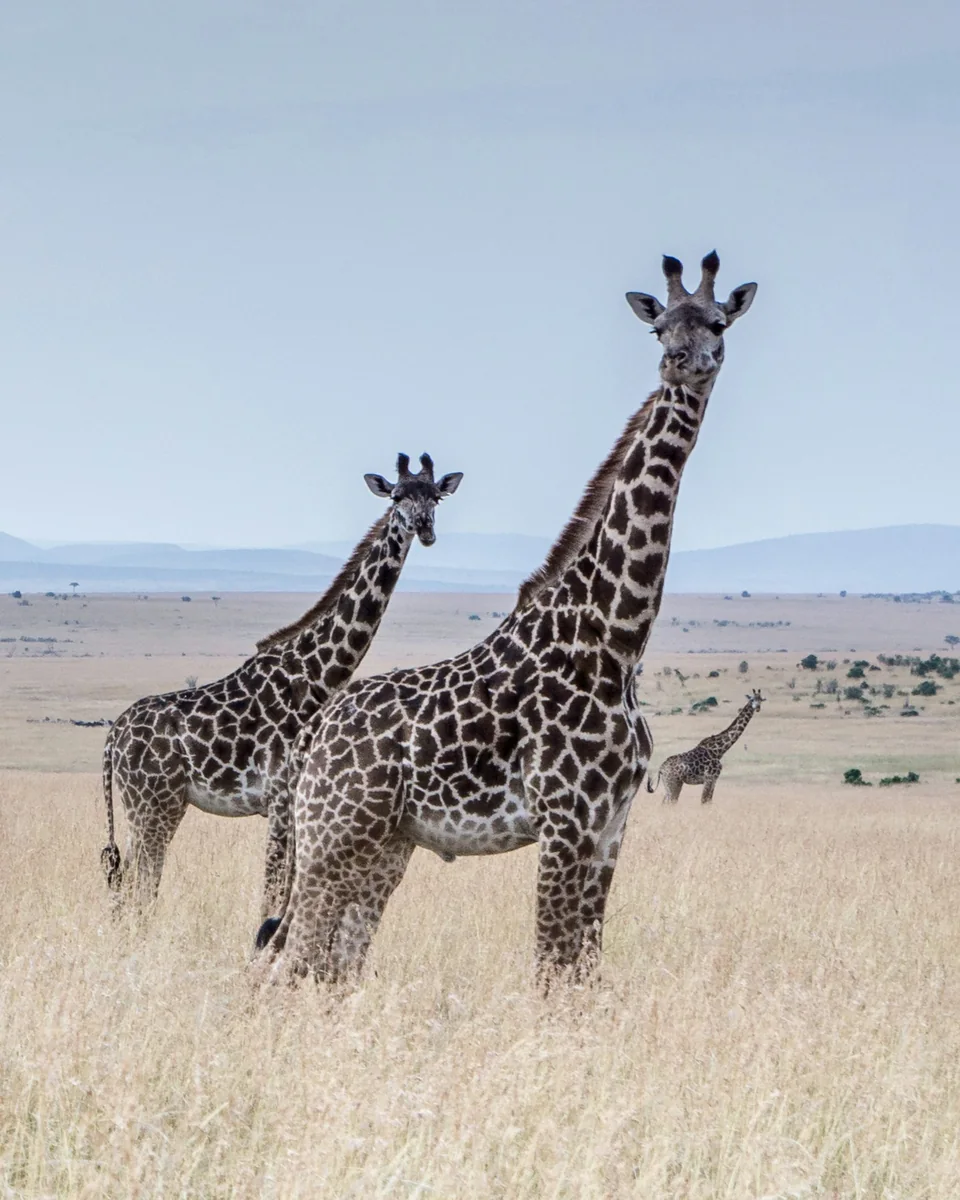 giraffe nelle pianure di un parco safari in Kenya