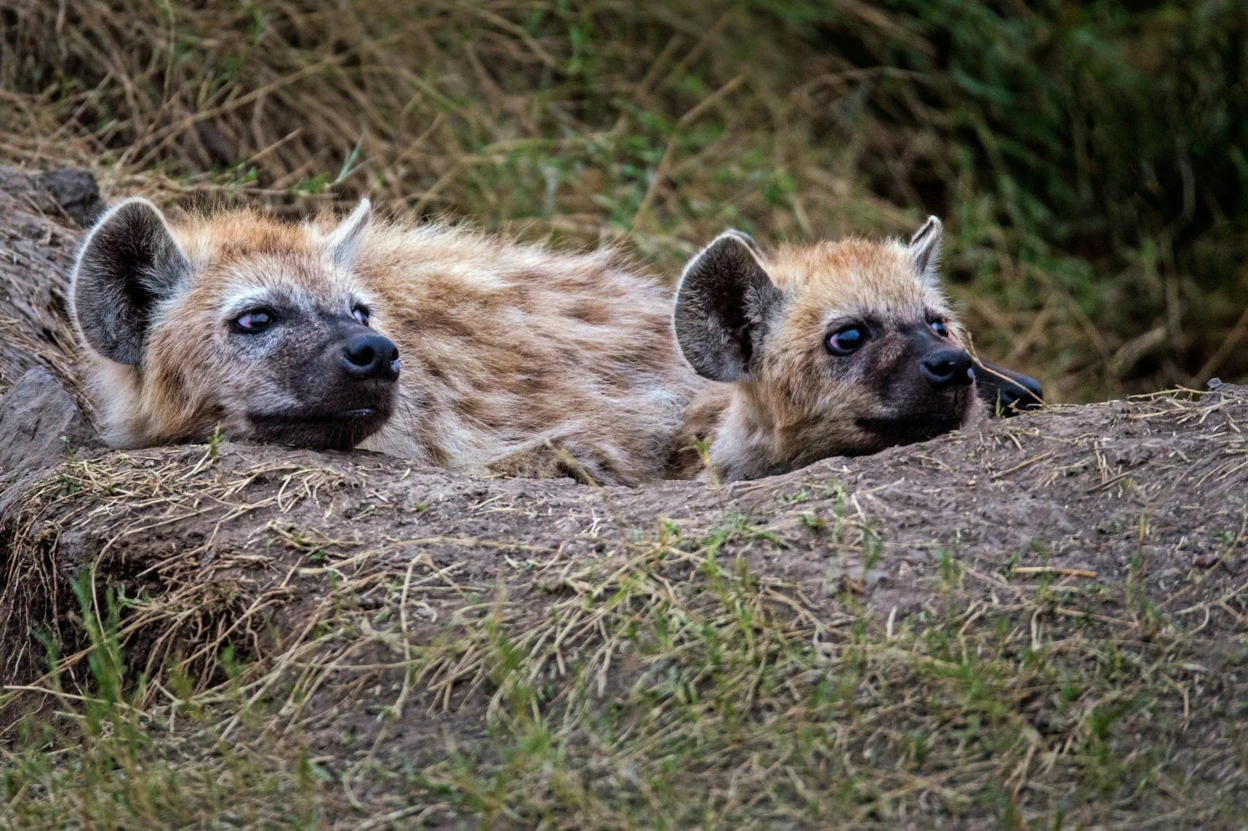 Two spotted hyenas resting at the edge of a den in the Masai Mara