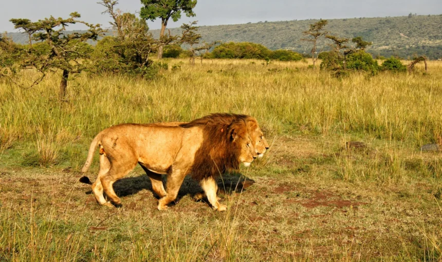 How Many Days in Masai Mara? A Guide to 2, 3, 4 and 5 Nights
