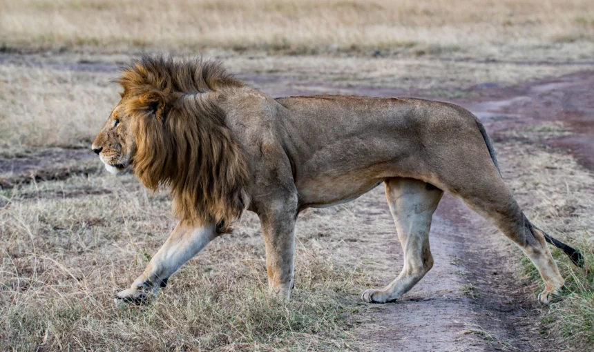 Masai Mara Park Fees and Entry Costs Explained