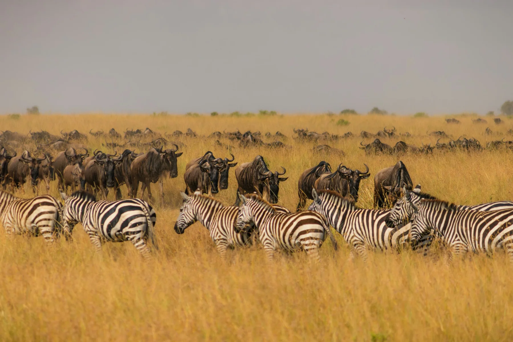 Wildebeest and zebra herds moving through dry Masai Mara grassland