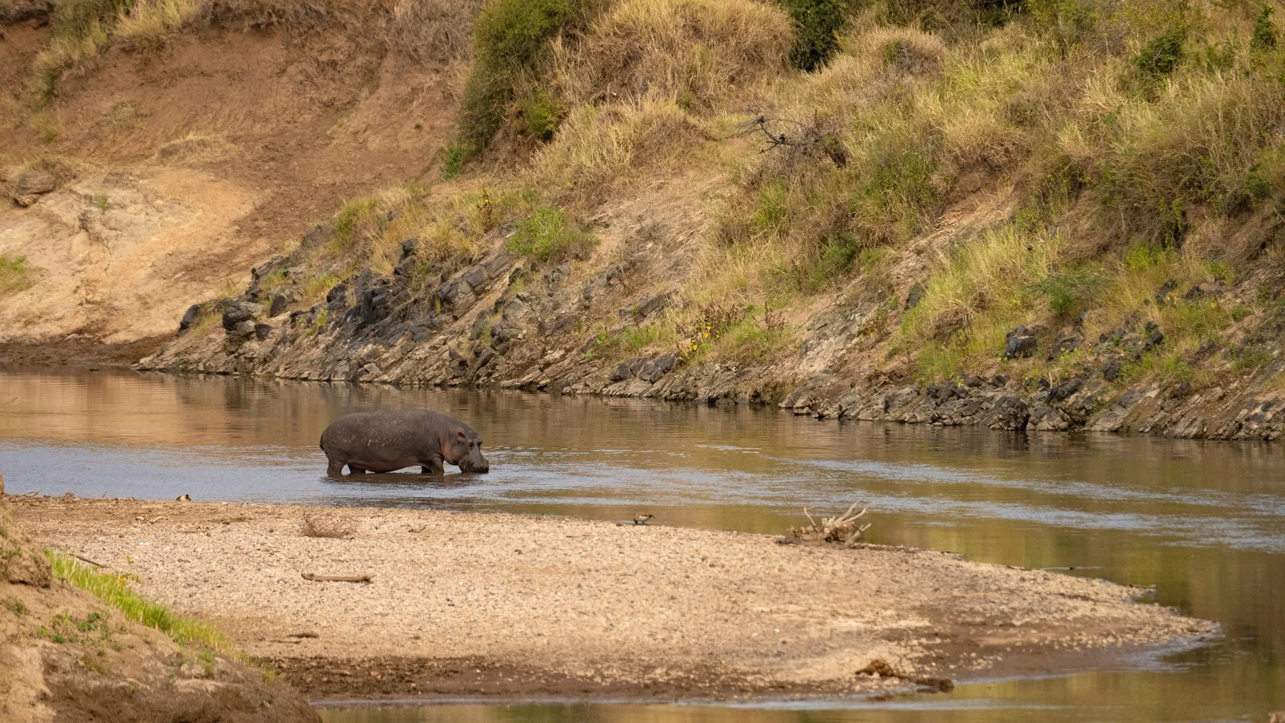 Hippopotamus in the Mara River during a Masai Mara safari