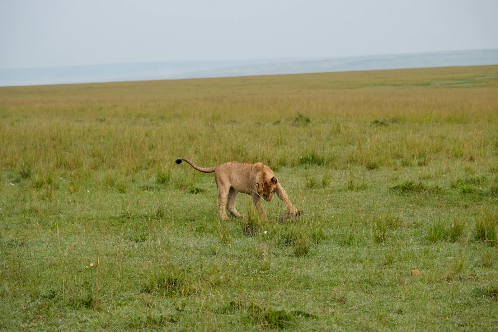 quanto costa un safari in Kenya con giovane leone