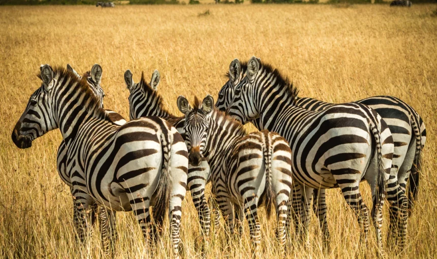 Masai Mara Weather by Month: Rain, Temperature and Packing