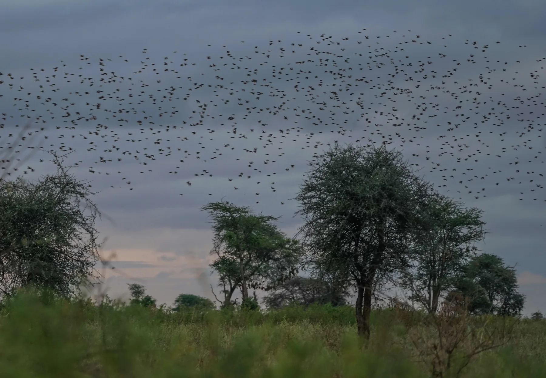 Large flock of wild birds crossing the sky above Meru National Park