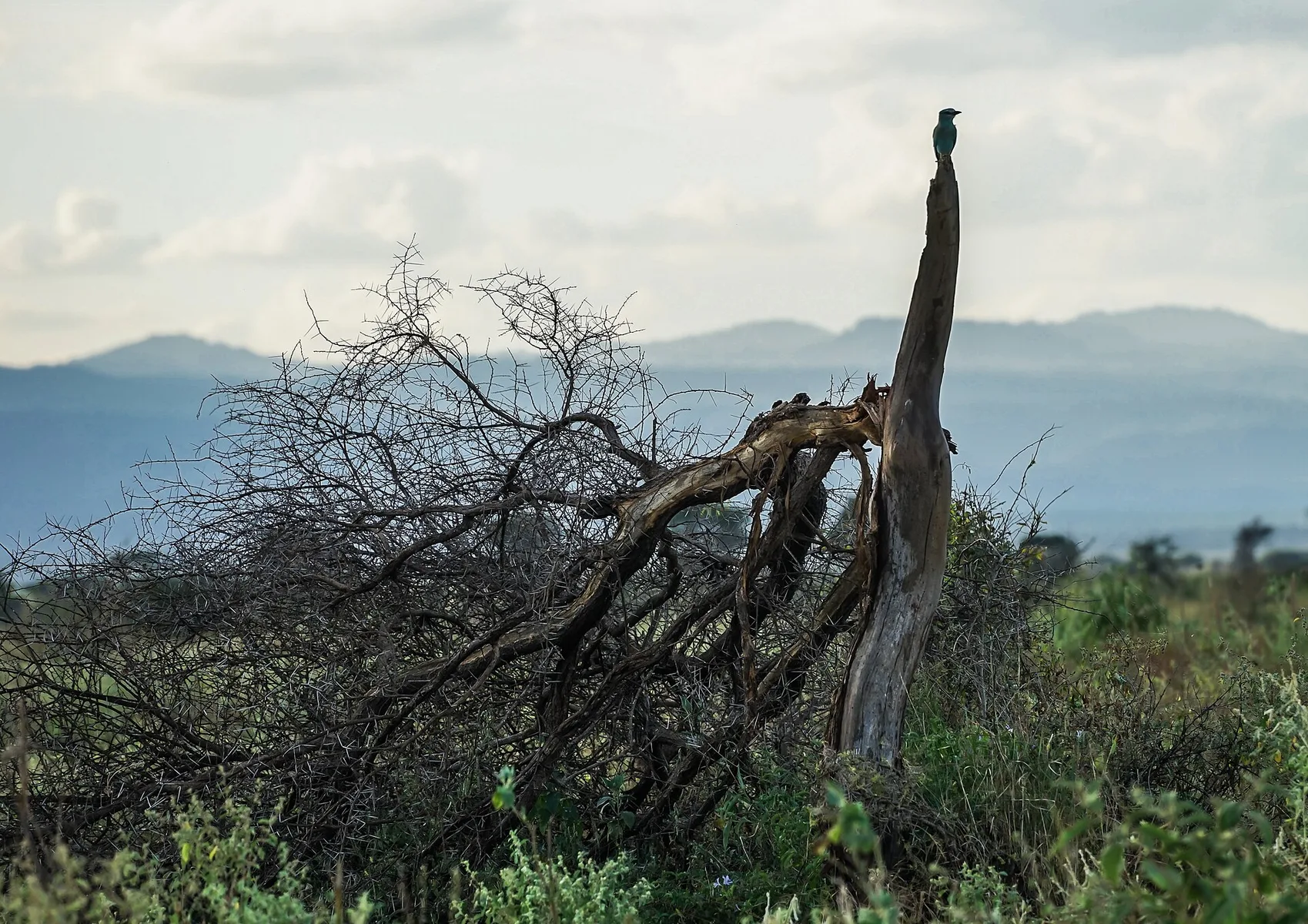 Small bird perched above thorn scrub with distant Meru hills