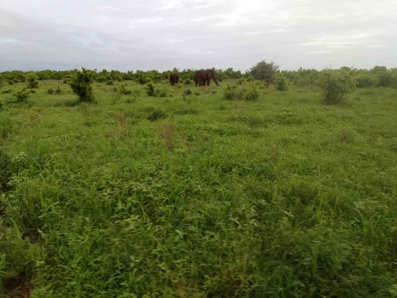 Two elephants crossing dense green vegetation in Meru National Park
