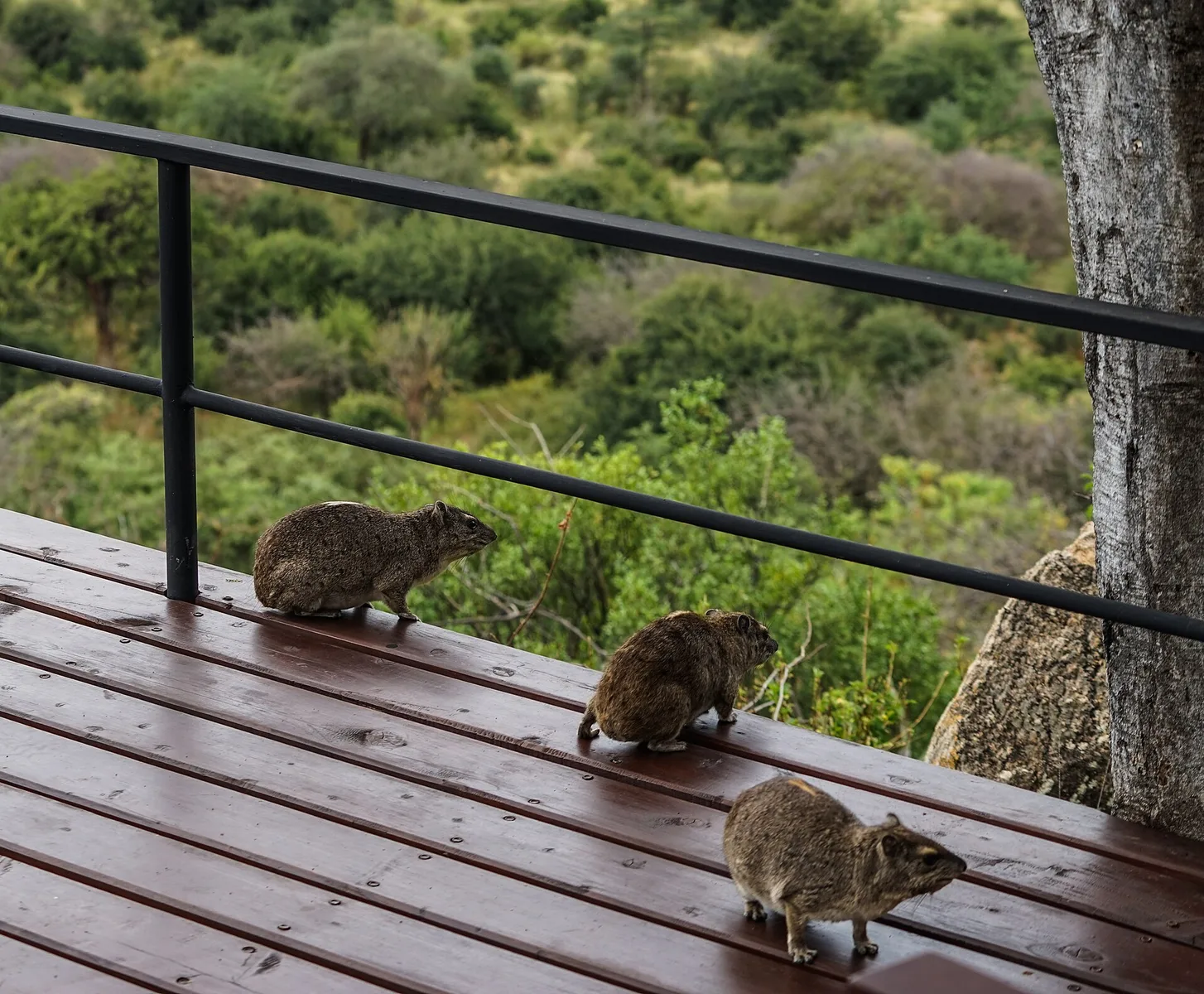 Three rock hyraxes on a lodge deck overlooking green Meru bushland
