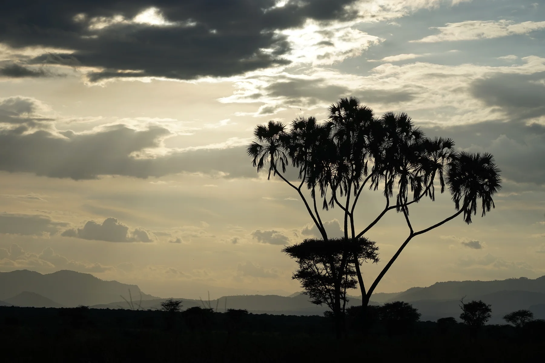 Doum palms silhouetted against an evening sky in Meru National Park