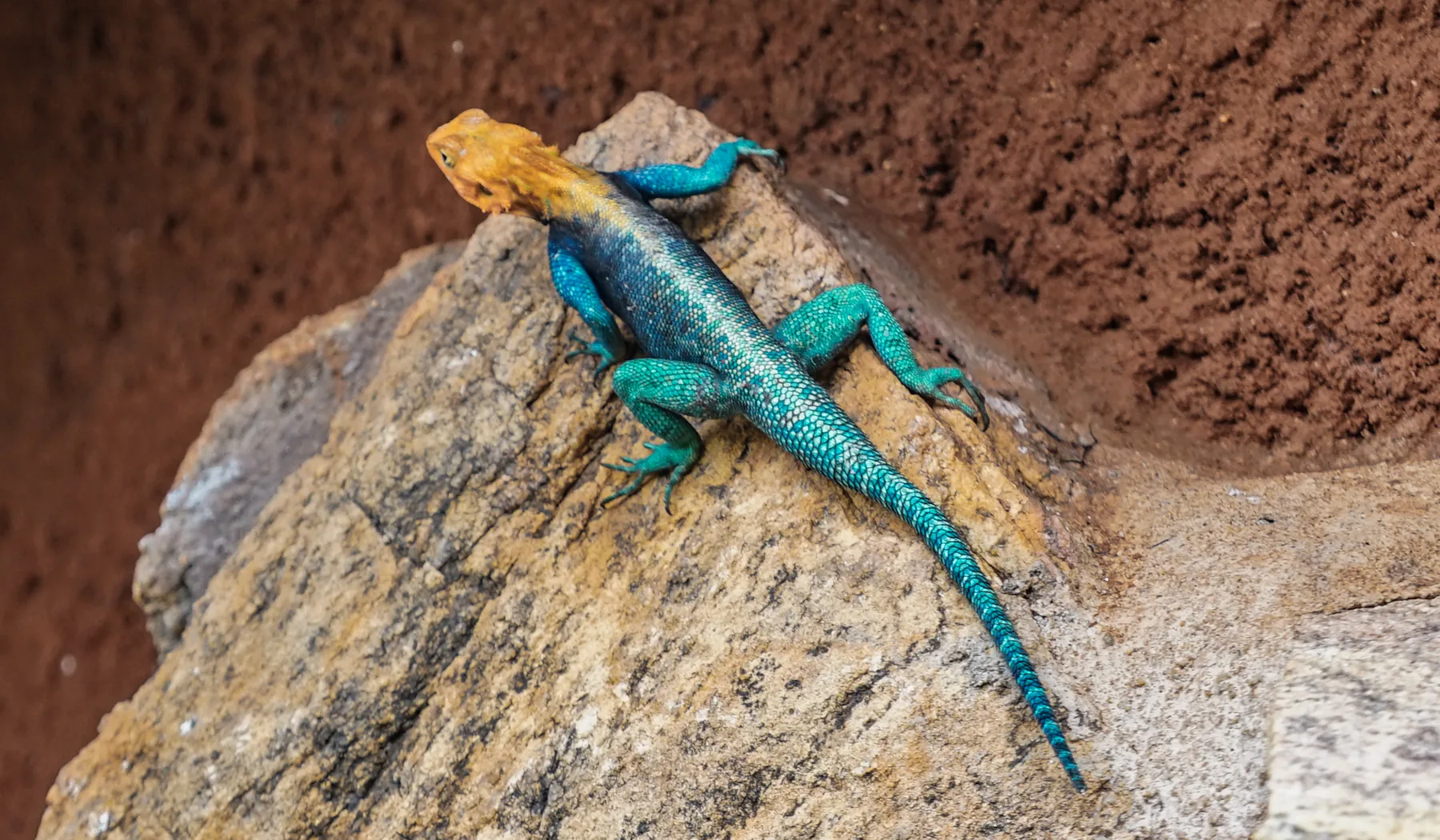 Colourful agama resting on a natural rock in Meru National Park