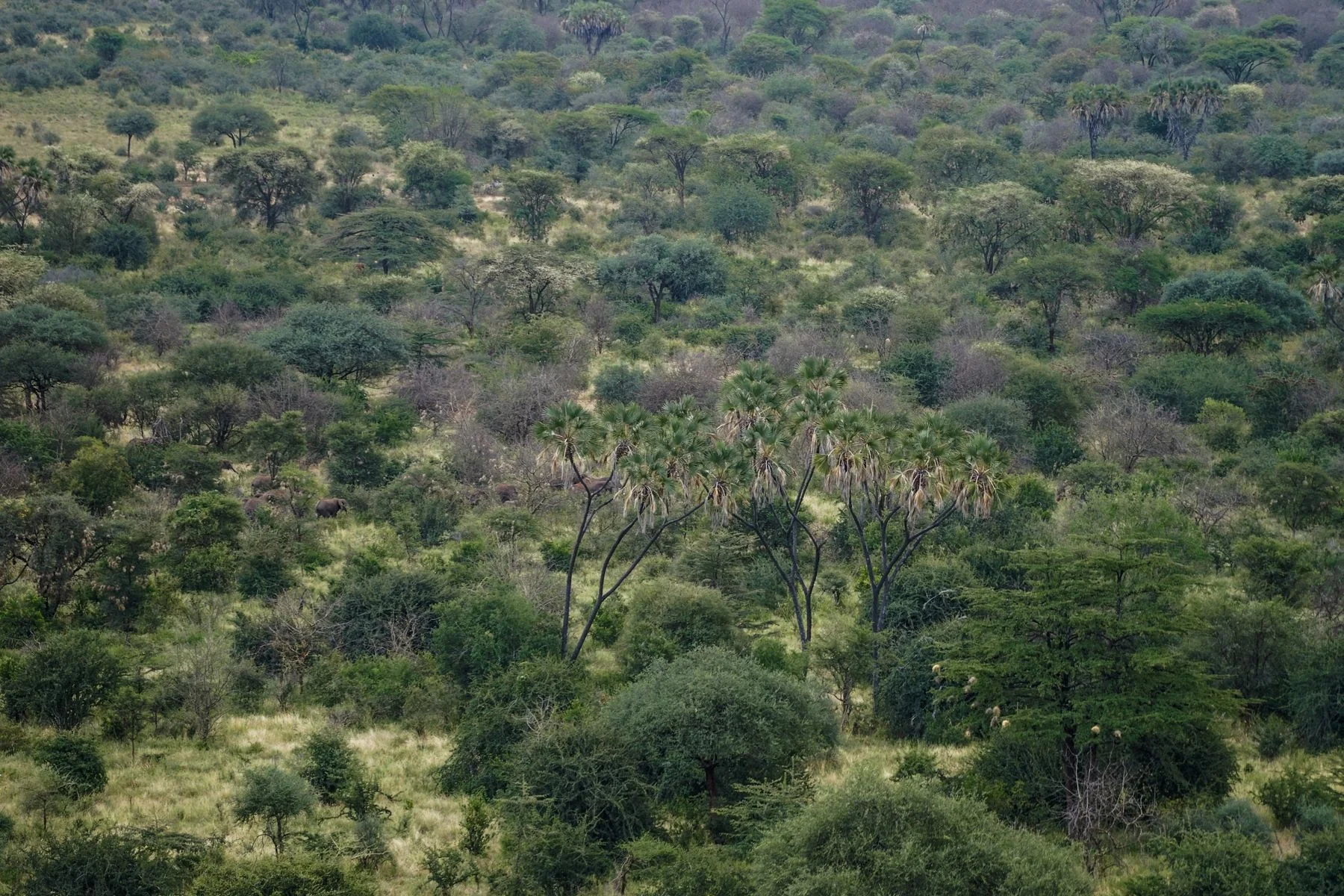 Lush woodland and doum palms inside Meru National Park