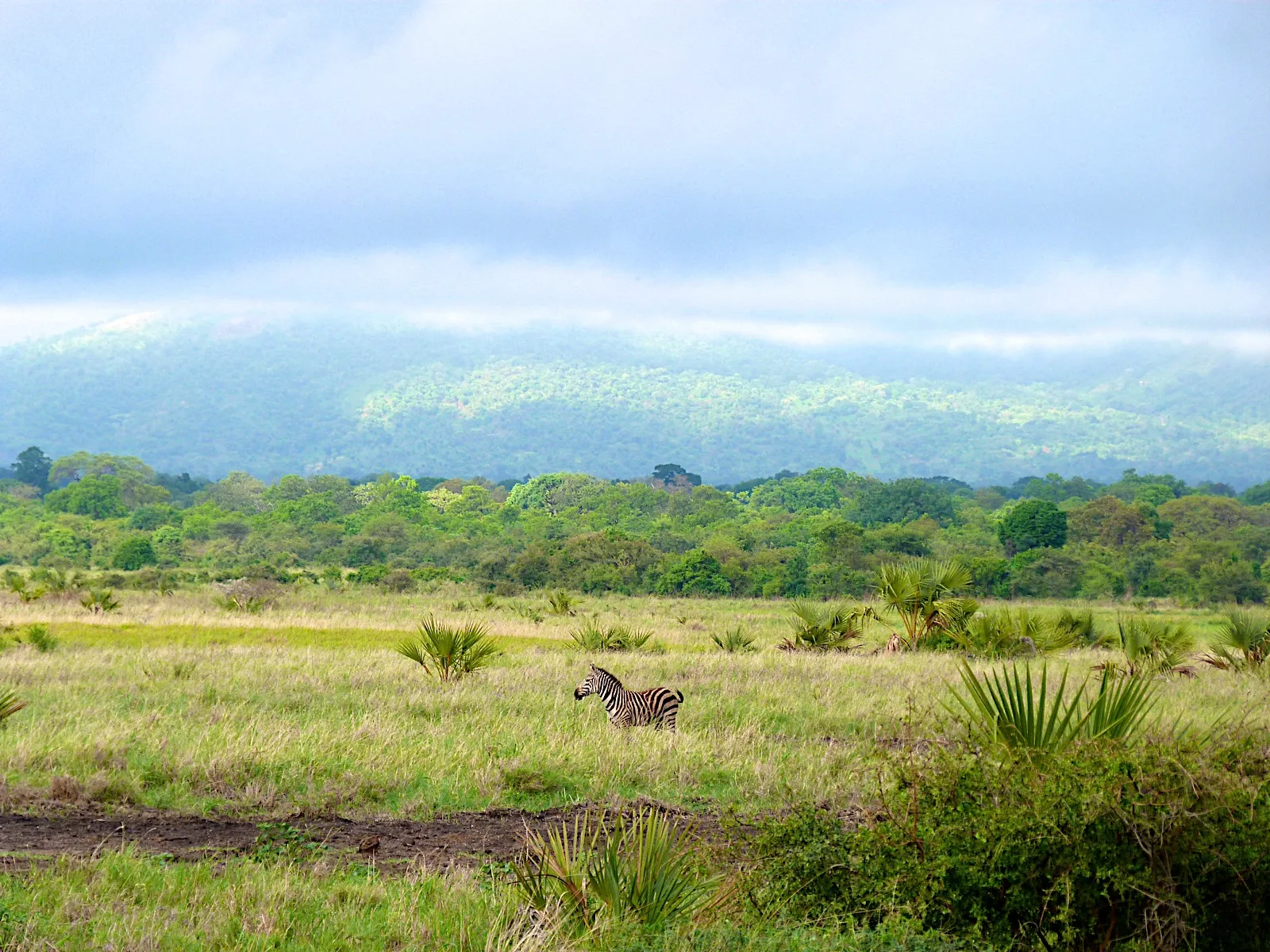 Zebra standing in green Meru National Park grassland with palms, forest and low cloud