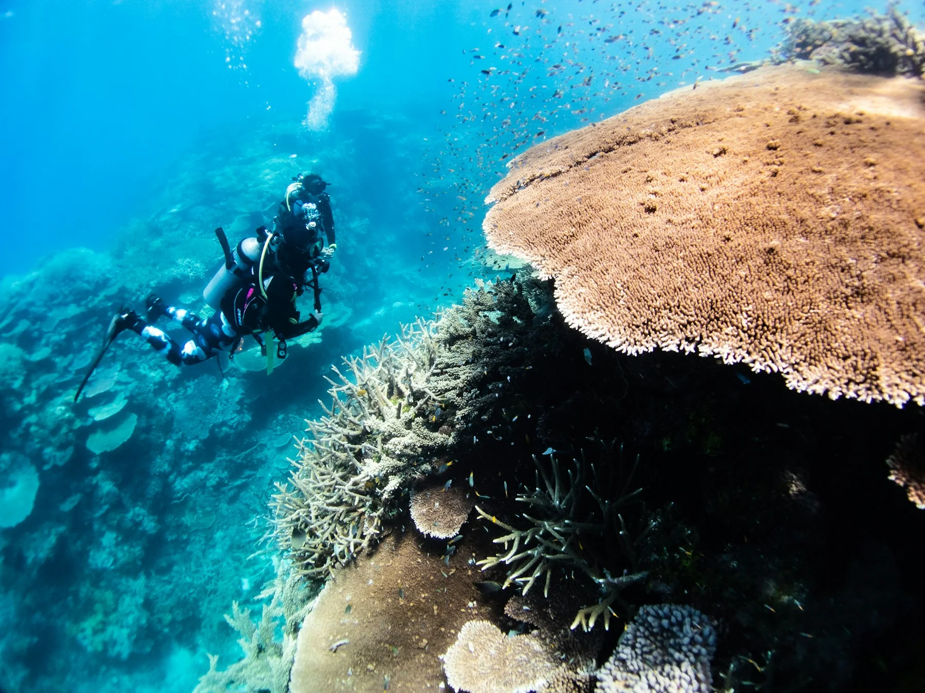 Divers and coral in a Mombasa diving and snorkeling guide