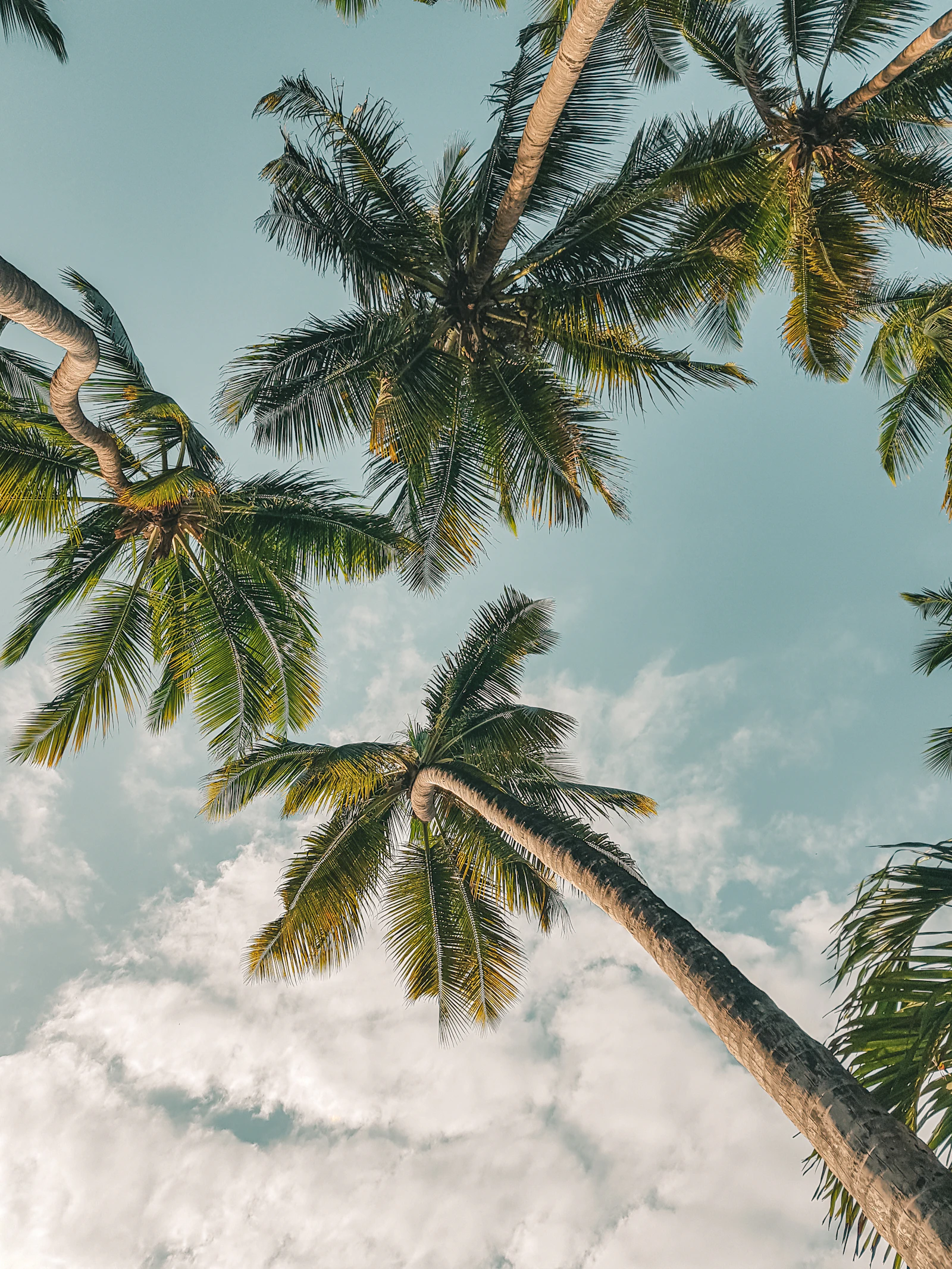 Palm trees on the Kenya coast