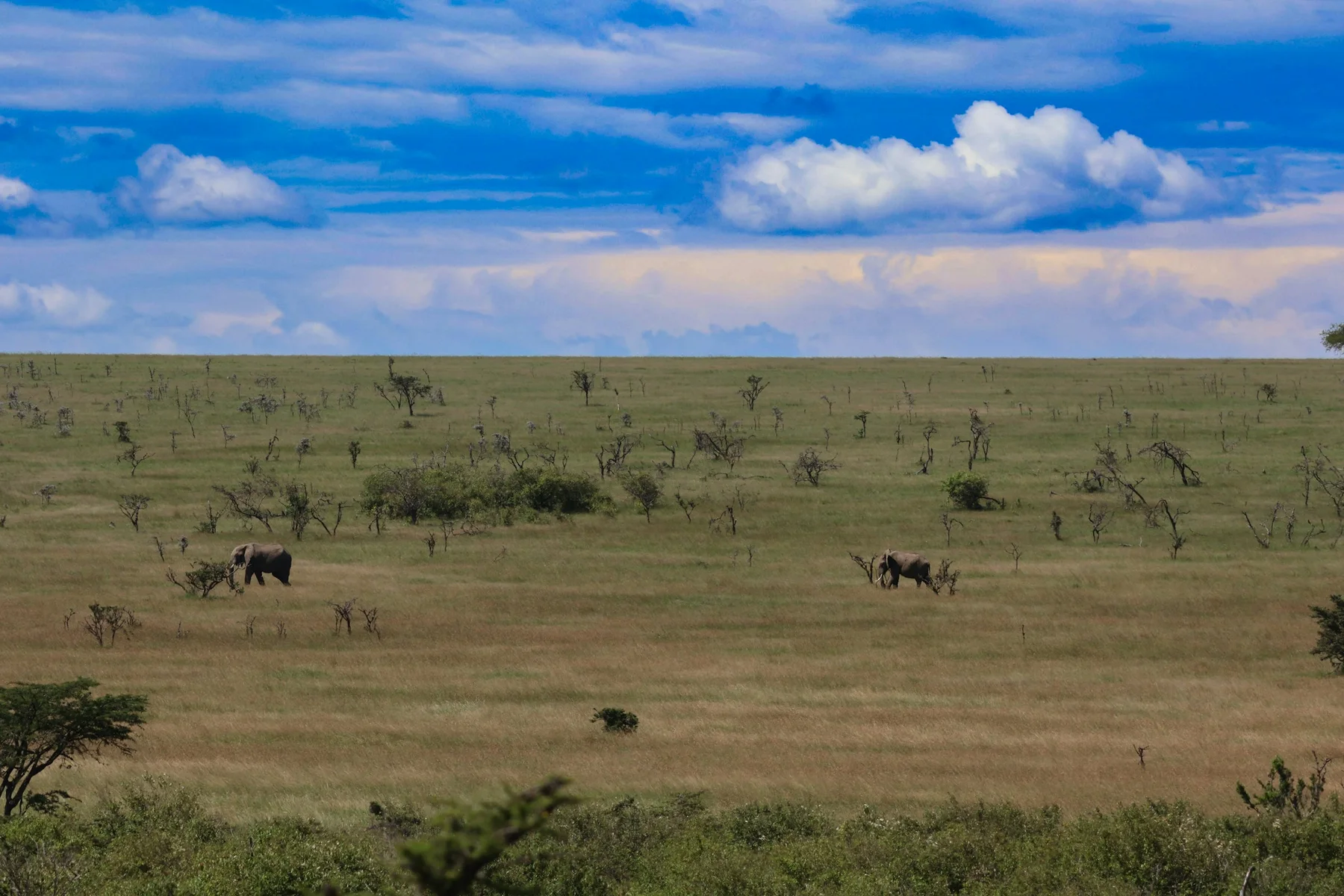 Elephants crossing the open Naboisho plains beneath a blue storm sky