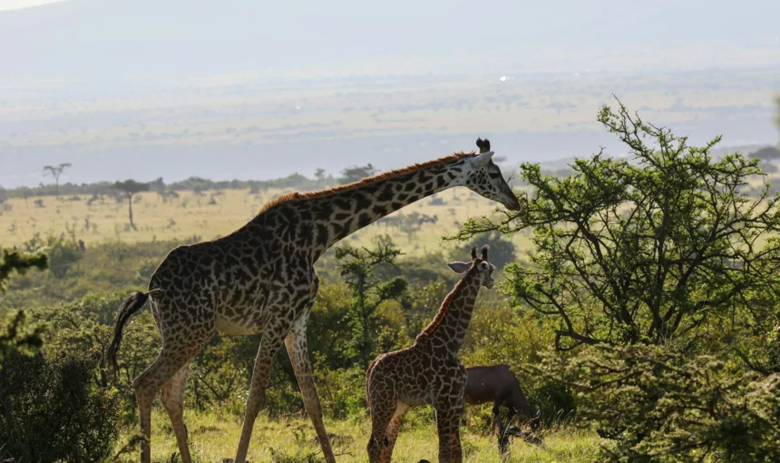 Naboisho Conservancy Guide