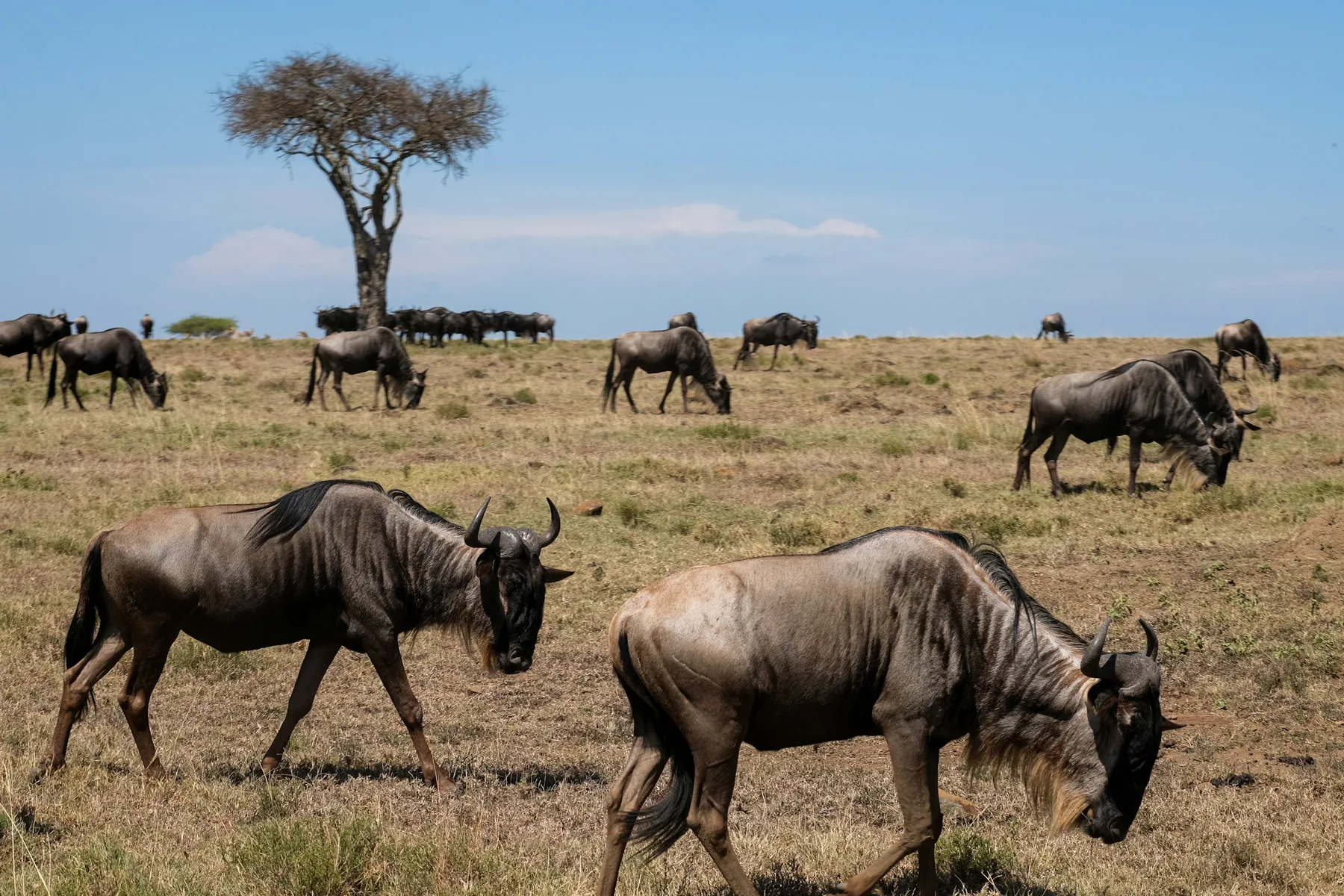 Wildebeest grazing in Naboisho Conservancy in the Greater Mara