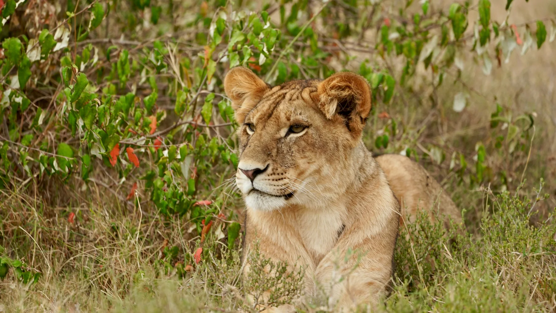 Lioness resting in green and red-leafed cover in Ol Kinyei Conservancy