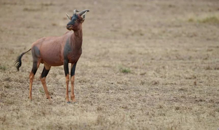 Ol Kinyei Conservancy Guide