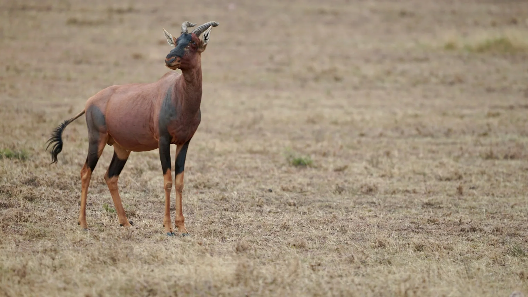 Topi antelope standing alert on pale open grassland in Ol Kinyei Conservancy