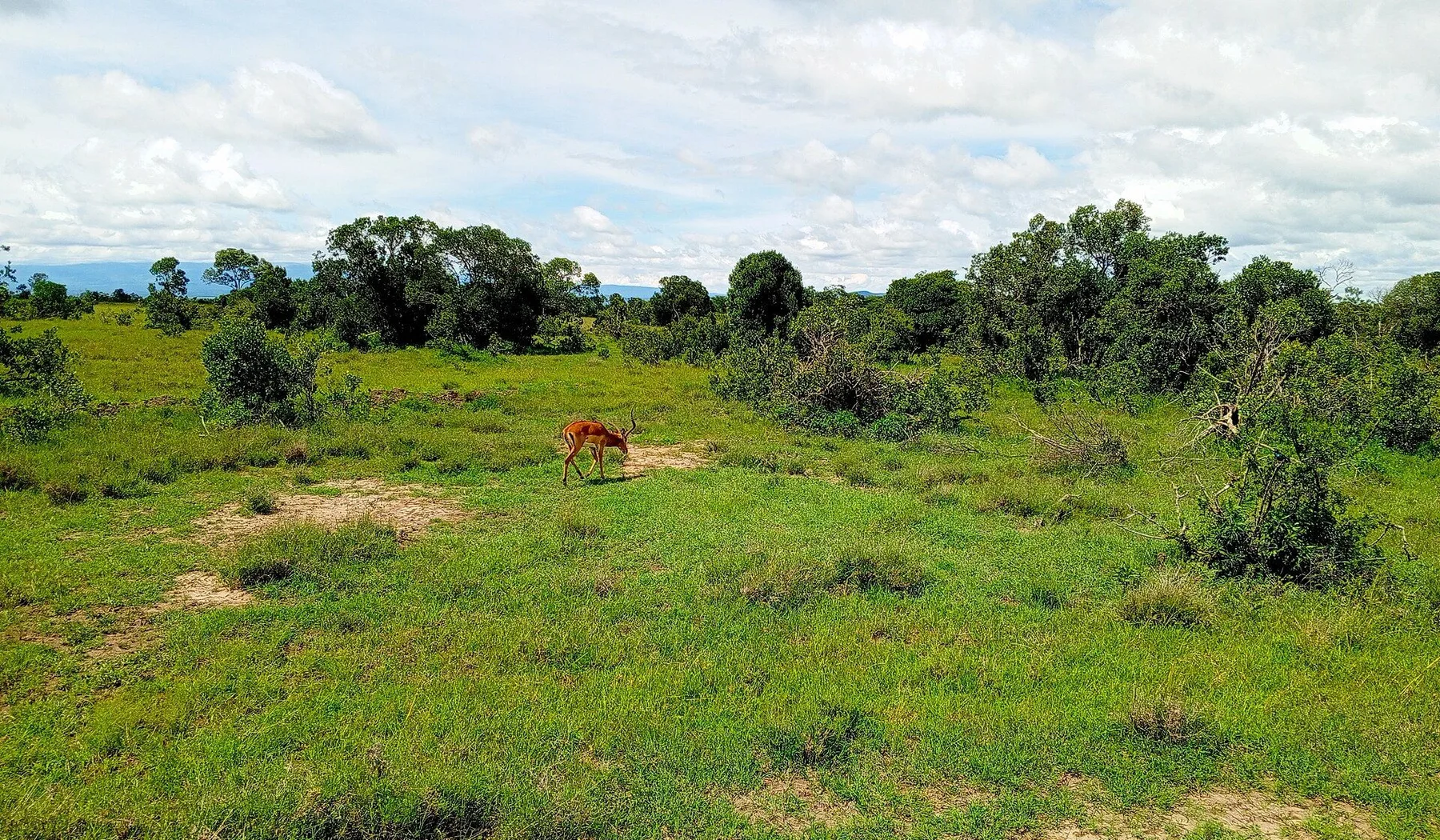 Lone impala in green bush habitat at Ol Pejeta Conservancy