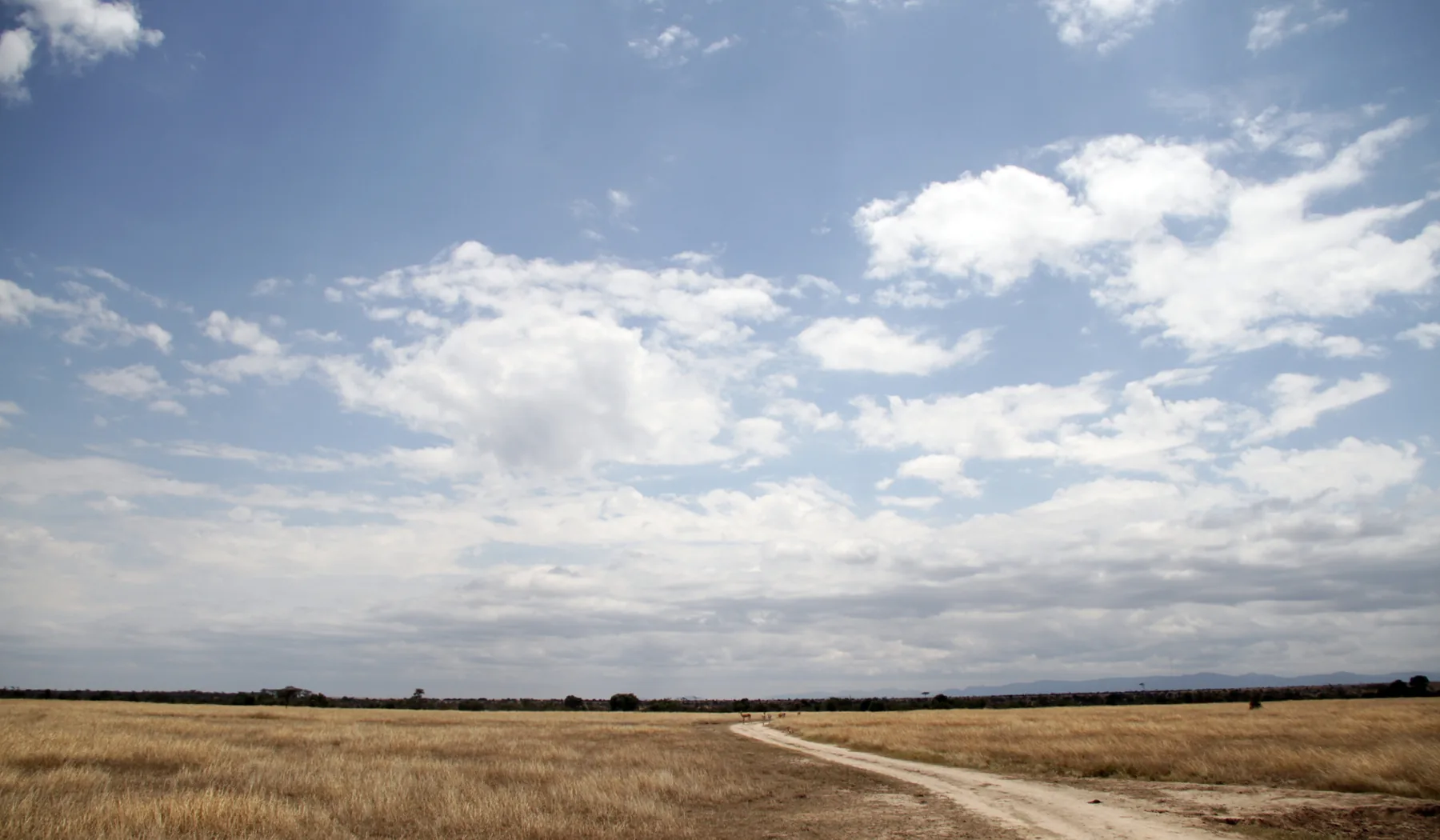 Track crossing open grassland in Ol Pejeta Conservancy, Laikipia