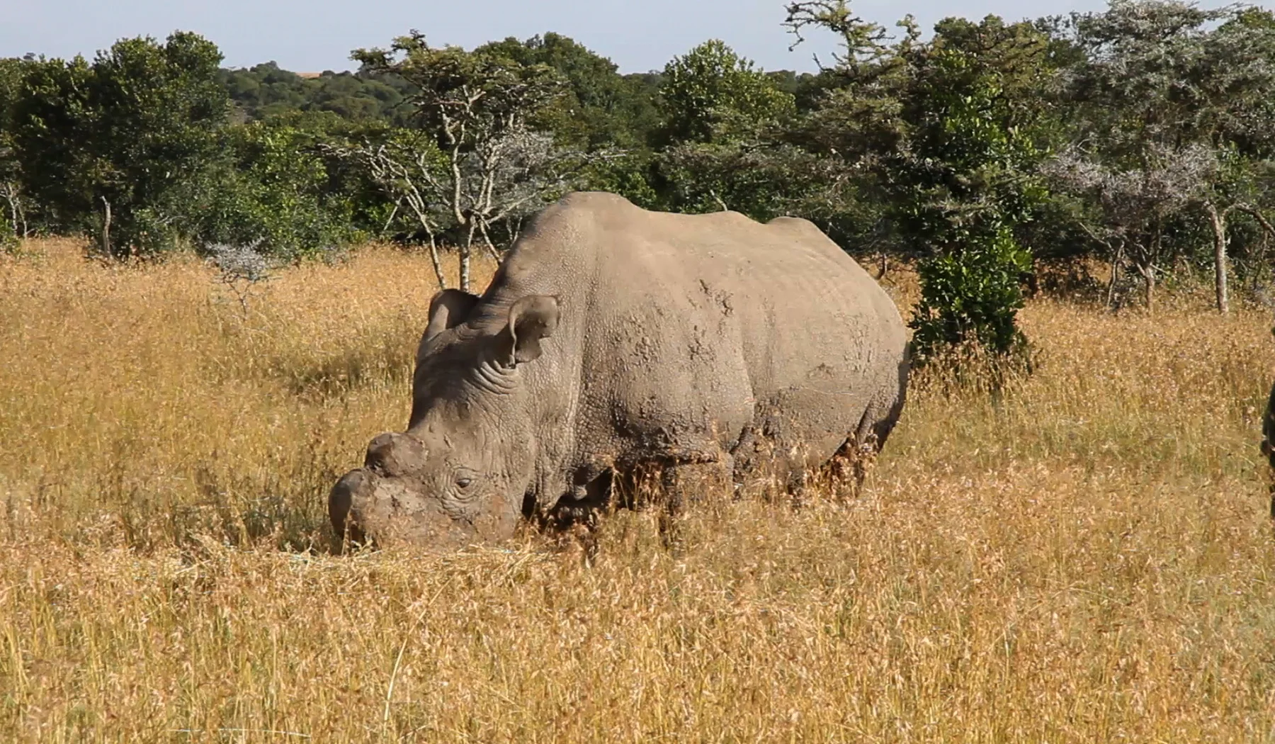 Northern white rhinoceros grazing in protected habitat at Ol Pejeta Conservancy