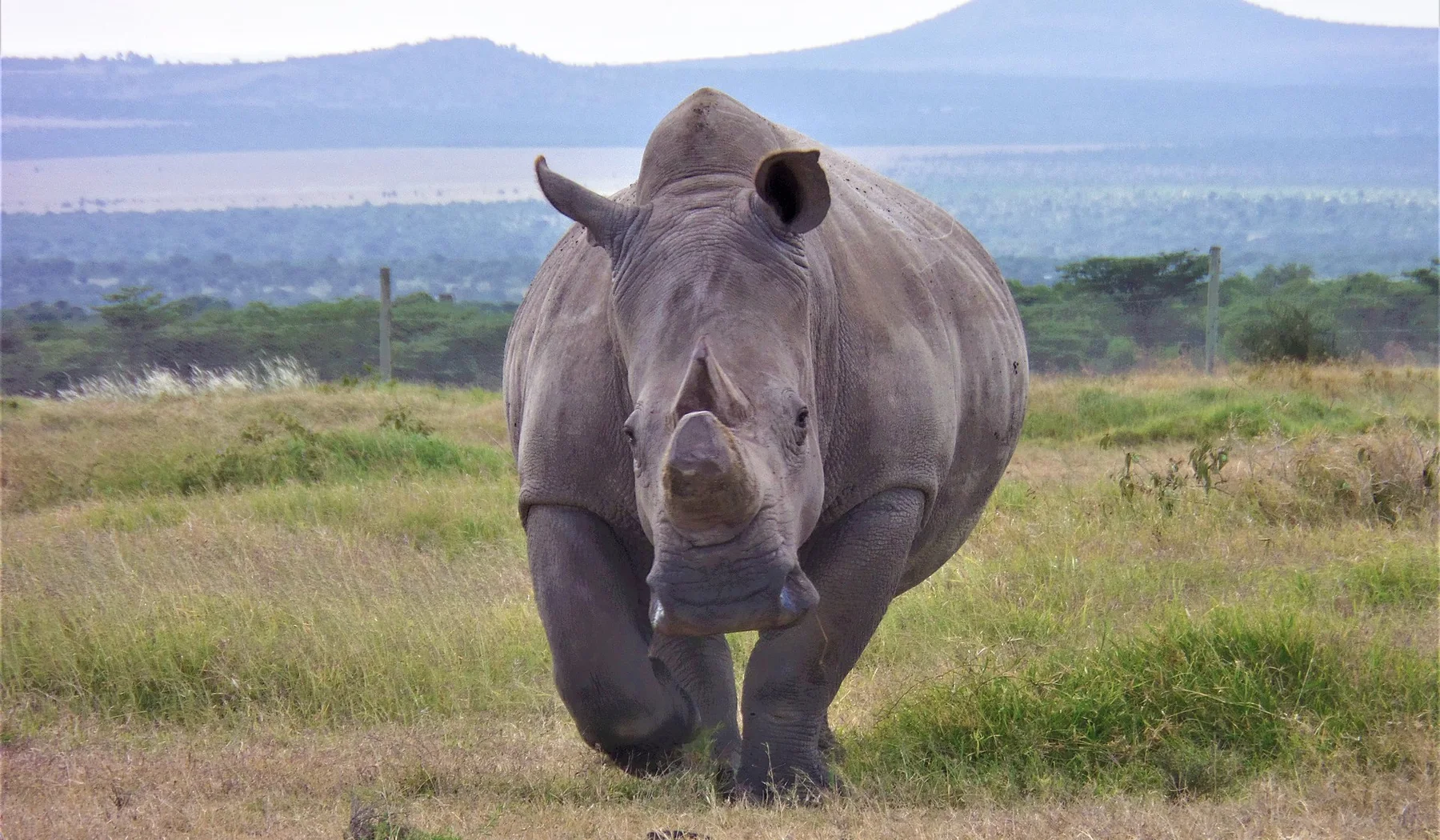 Northern white rhinoceros walking toward the camera at Ol Pejeta Conservancy