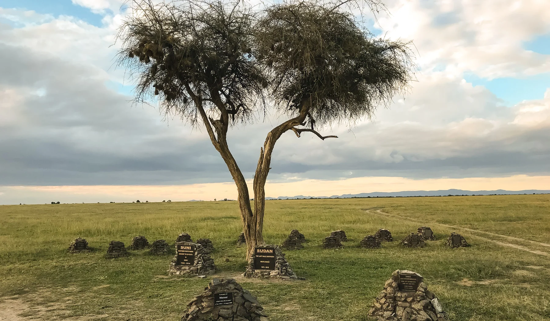 Rhino memorial stones beneath a tree at Ol Pejeta Conservancy including Sudan and Suni