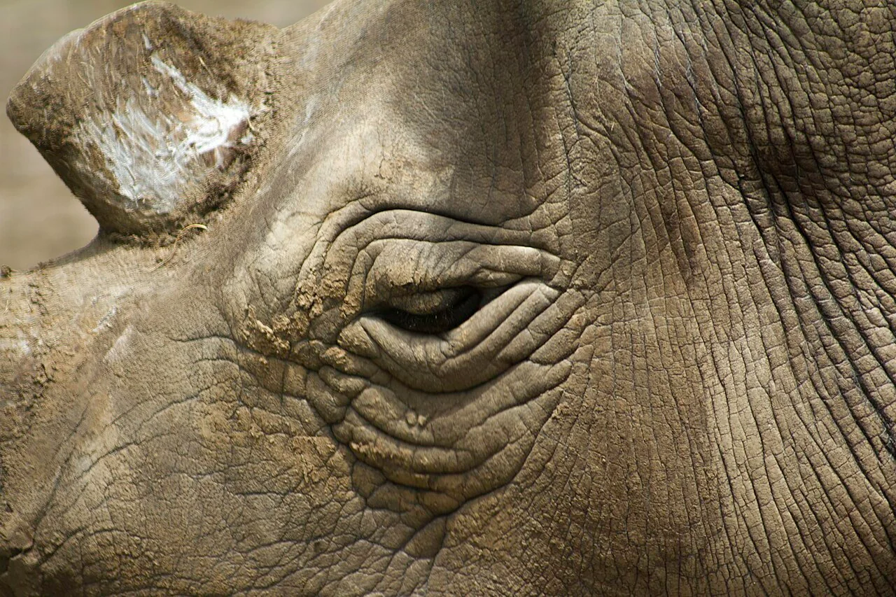 Close view of a rhinoceros face and eye at Ol Pejeta Conservancy