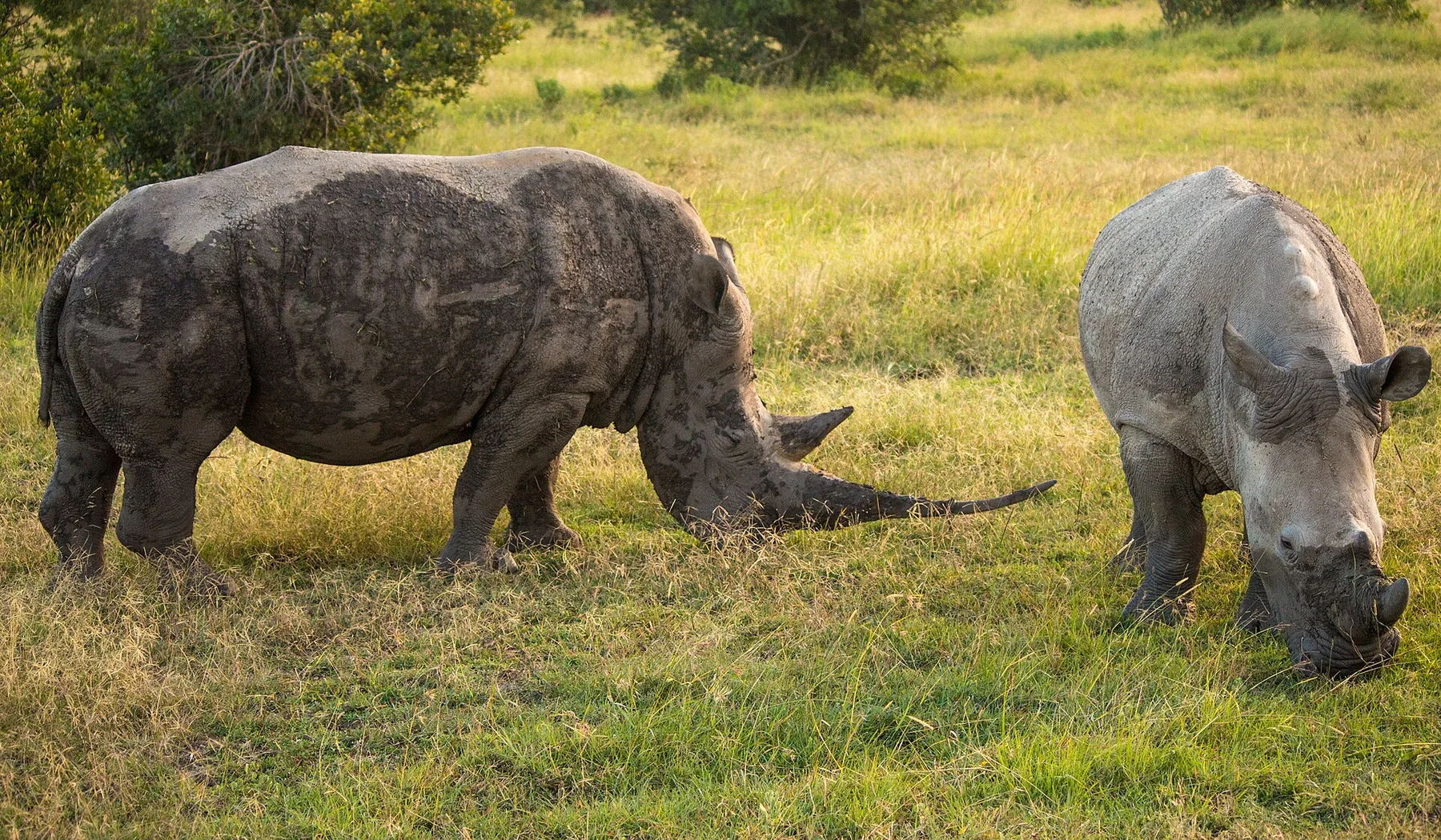 Two southern white rhinoceroses grazing together at Ol Pejeta Conservancy