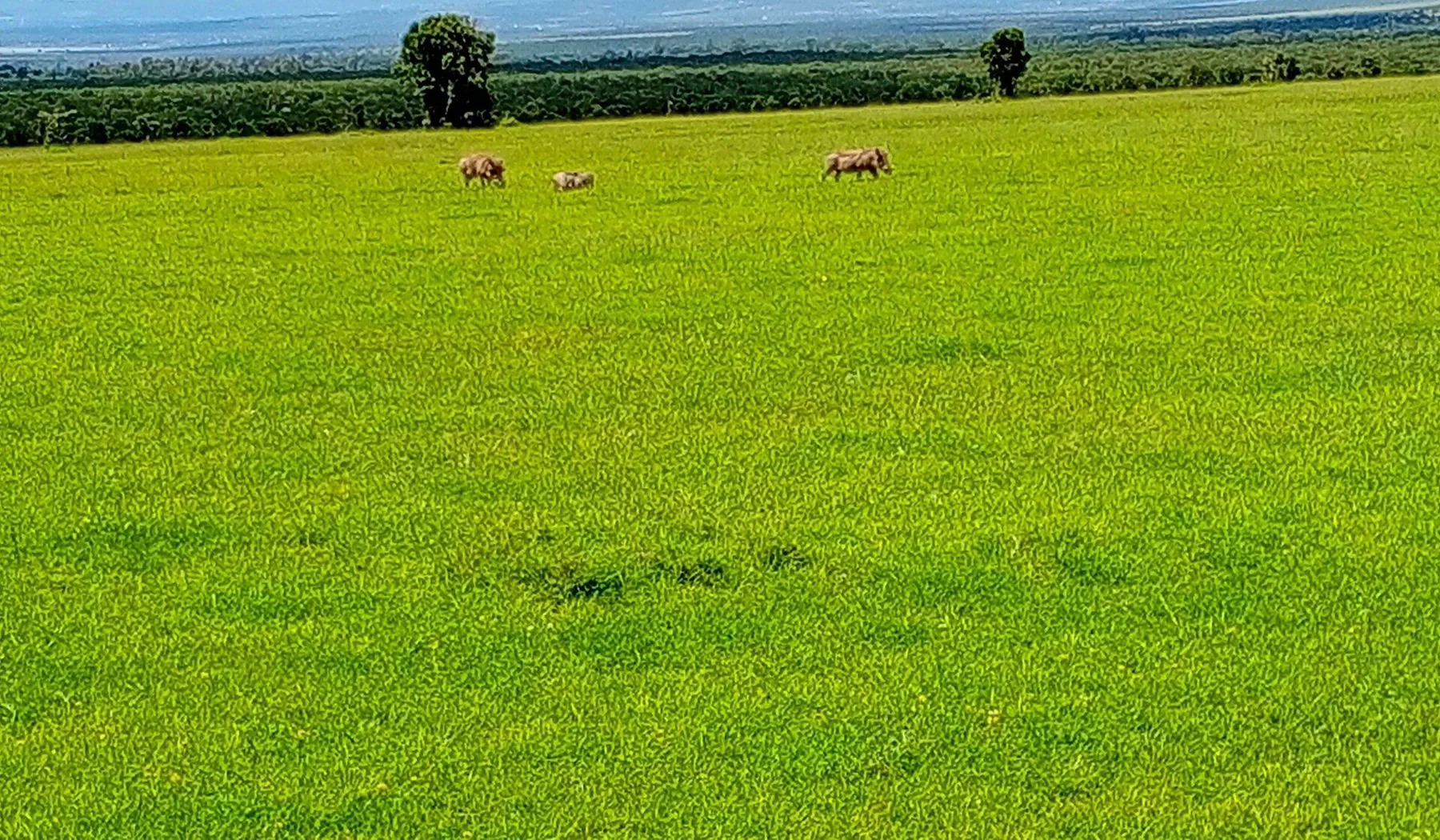 Warthog family crossing green grassland at Ol Pejeta Conservancy