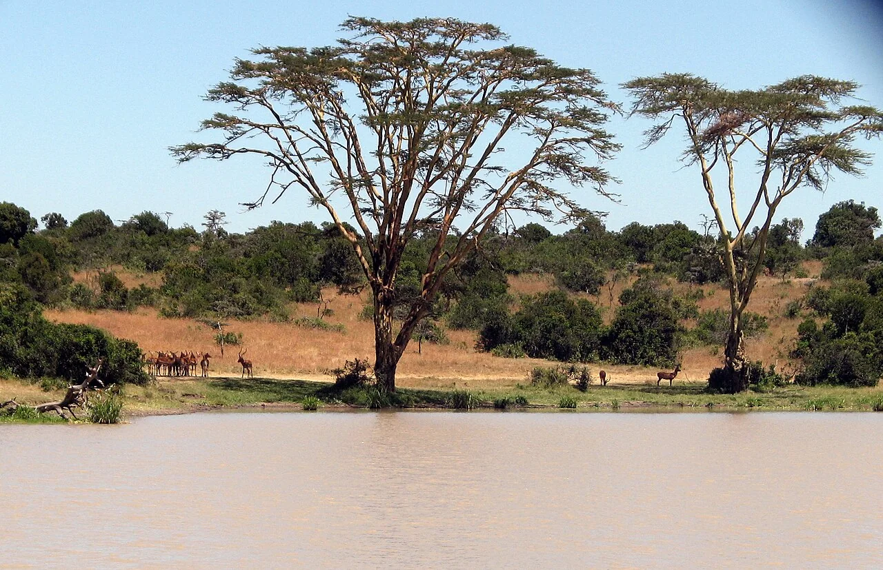 Impalas beside a waterhole beneath acacia trees at Ol Pejeta Conservancy